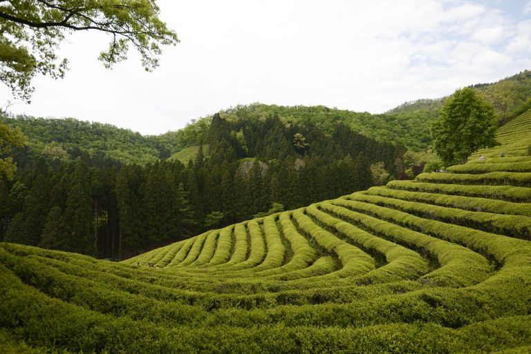 Check-in Korea with Jeju Island